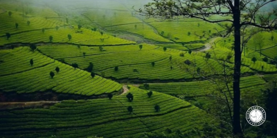 munnar